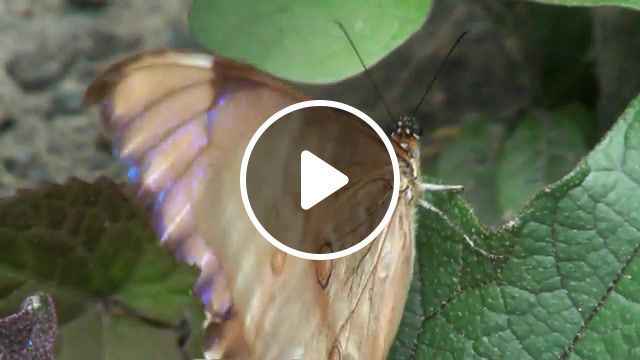 Morpho, blue morpho, morphos, butterflies, animals pets. #0