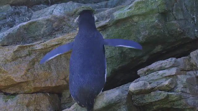 Penguins will make your day