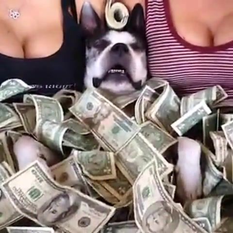 Rain Bitch, Dog, Bitch, Money, Swag Asap, Swag, Rain Bitches, Animals Pets