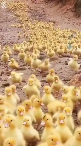 Release the quackens, animals pets.