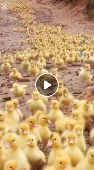 Release the quackens