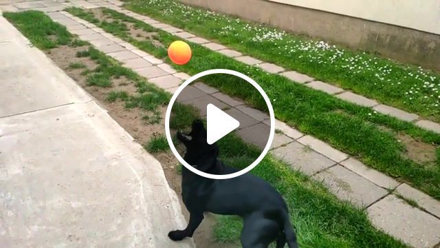 Slow ball, dog, ball, 960fps, animals pets. #0