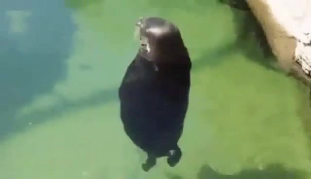 Spinning Seal - Video & GIFs | seal,chill,spinning,funny,animal,cute,animals pets