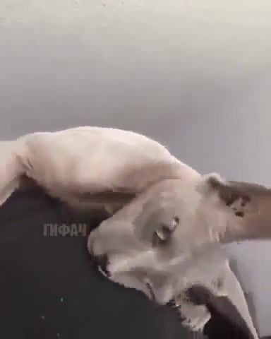 The Best - Video & GIFs | animals pets