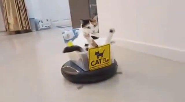 They See Me Rollin. They See Me Rollin. Animals Pets.