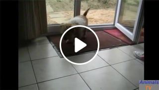 This dog wipes his feet every time he comes into the house