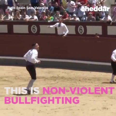 This is non violent bullfighting, carprice, animals pets.