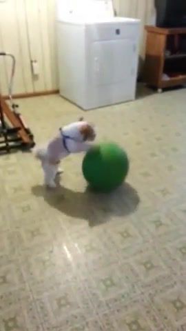 This Puppy is a Basketball Pro