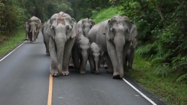 Walkie ElephanteZ LT, Elephant, Road, Animals, Clical, Lol, Trip, Big, Eleprimer, Animals Pets