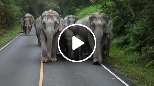 Walkie elephantez lt, elephant, road, animals, clical, lol, trip, big, eleprimer, animals pets. #0