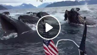 Whales Surprise