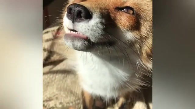 What does the fox say, funny, funny animal, funny pet, fpv, funny dogs, funny dog, adorable, cats, dogs, pet, kittens, cutest, hilarious, aww, kitty, puppies, puppy, cute, kitten, husky, huskies, baby animals, secret life of pets, cute puppies, pups, cat, what the fluff, red, fox, foxes, red fox, pet fox, the fox, vulpes vulpes, cute foxes, funny fox, cute animals, arctic fox, animals pets.