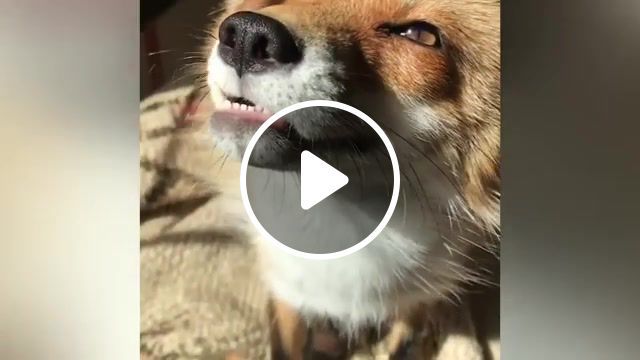 What does the fox say, funny, funny animal, funny pet, fpv, funny dogs, funny dog, adorable, cats, dogs, pet, kittens, cutest, hilarious, aww, kitty, puppies, puppy, cute, kitten, husky, huskies, baby animals, secret life of pets, cute puppies, pups, cat, what the fluff, red, fox, foxes, red fox, pet fox, the fox, vulpes vulpes, cute foxes, funny fox, cute animals, arctic fox, animals pets. #0
