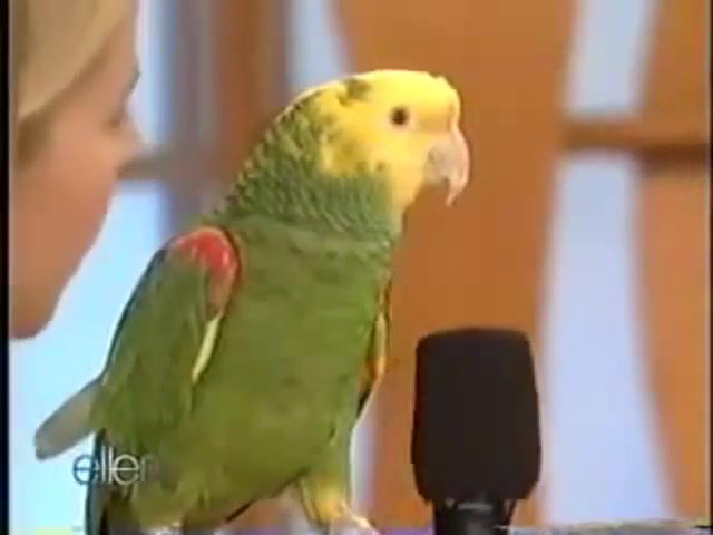 What's a tiger say, Parrot, Talking, The, Quito, And, Degeneres, Ellen, Animals Pets