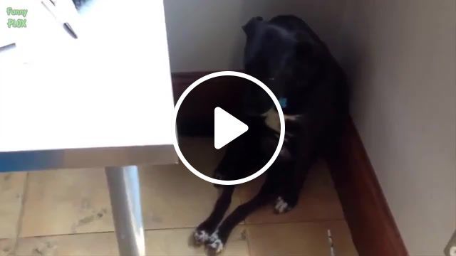 When you do not make for too long ers life, dog, guilty dog, guilty dogs, funny dog, dogs funny, funny dogs, cute dogs, guilty dog compilation, cute dog, dog funny, dog compilation, dog shaming, funny, dogs feeling guilty, bad dogs, ers life, animals pets. #0