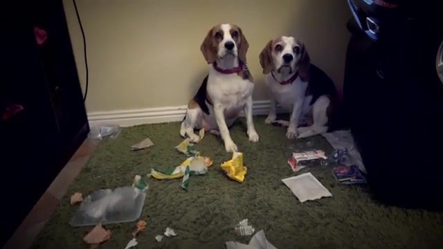 Who did this mess which dog is guilty, charlie the dog and baby, who did this mess, animals pets.
