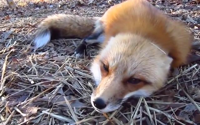 A terrible dream of a Fox
