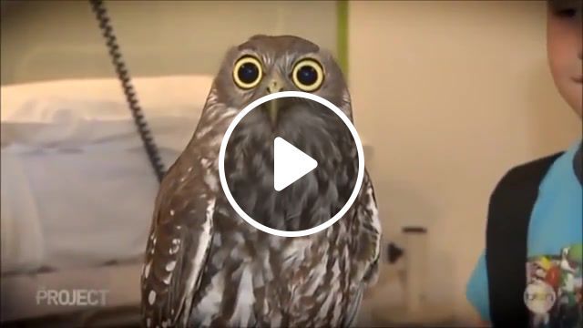 Acid, owl, drug, animal, droplex, funny, russia, eyes, kodyk, animals pets. #0