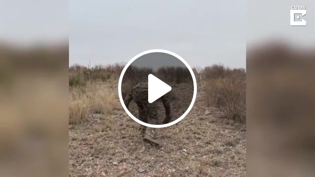 Angry Little Pig Charges At Man, Storytrender, Catersnewsagency, Viral, Clips, Animals, Mike Schraeder Jr, Texas, Hunting, Hunt, Mule Deer, Deer, Hunters, Wildlife, Animal, Little, Tiny, Pig, Pigs, Javelina, Mother, Peccary, Pack, Ranch Road, Road, Scared, Annoyed, Charge, Charging, Animals Pets. #1
