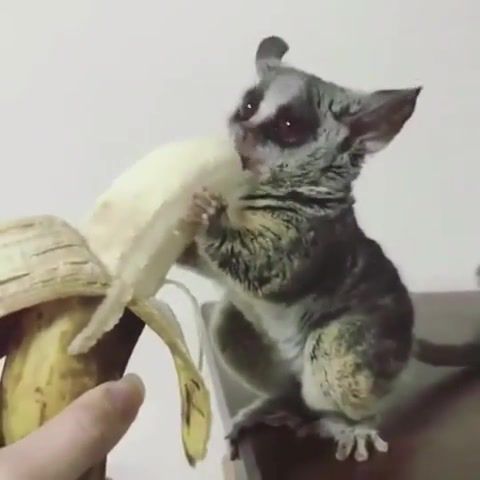 Banana, Banana, Havana, Camilacabello, Eat, Cute, Animals Pets