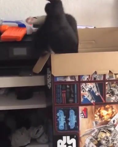 Cat vs. Box - Video & GIFs | animals pets