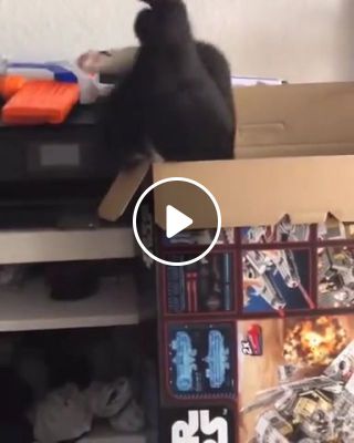Cat vs. Box