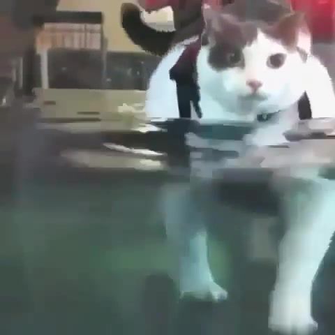 Cat Walking In Water, Cat, Water, Walking, Song For Denise, Piano Fantasia, Animals Pets.
