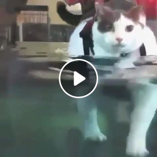 Cat walking in water