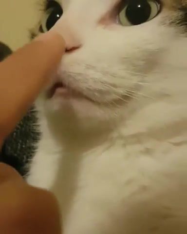 Crazy in love, Cat, Muzzle, Nose, Finger, Lips, Animals Pets