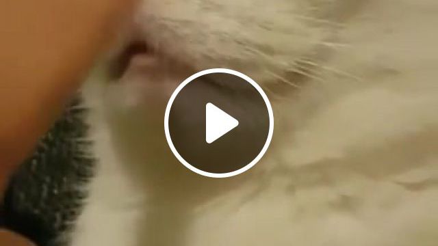 Crazy In Love, Cat, Muzzle, Nose, Finger, Lips, Animals Pets. #0