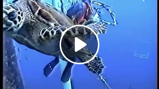 Curious Sea Turtle, Diver, Bonuscrystals, Ocean Life, Animals, Curious, Sea Turtle, Animals Pets. #0