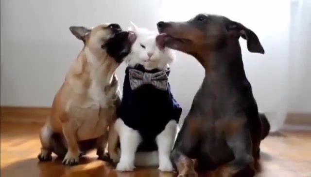 Darling. Dog. Cat. Fanny. Fanny Cat. Funny Dog. Happy. Kiss. Love. Animals Pets.