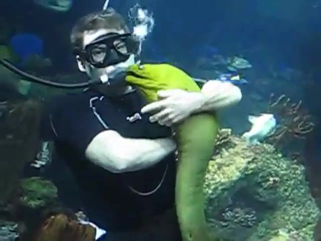 Diver And Moray. New. Funny. Hahaha. Moray Eel. Petting. Hugging. Fish. Moray Eels. Animals. Omg. Nice. Lol. Funnny. Ftshfd.
