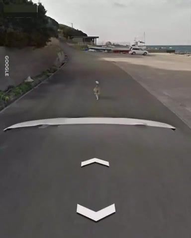 Dog And Google Street View, Animals Pets.