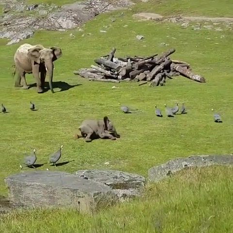 Elephant, Shka, Nature, Koko, Animals Pets.
