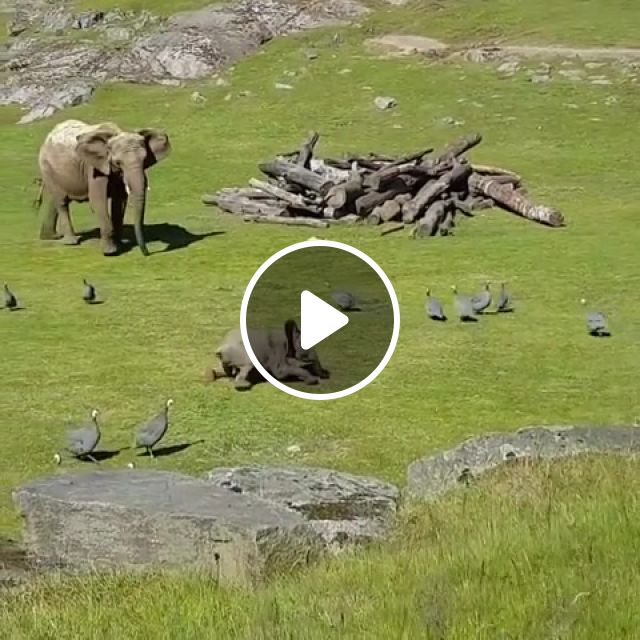 Elephant, Shka, Nature, Koko, Animals Pets. #1