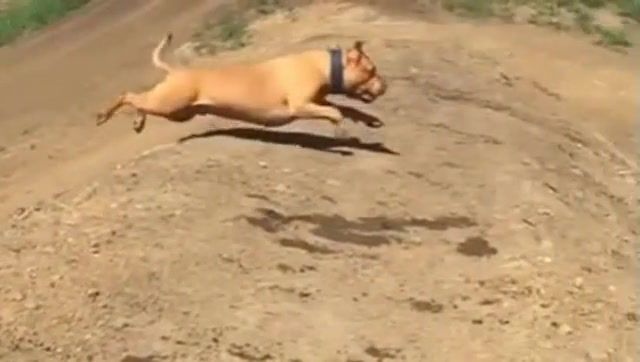 Epic cool down - Video & GIFs | funny animals,funny dog,fun,dog,down,cool,epic,animals pets