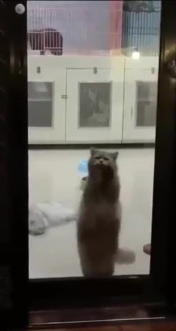Even better with sound, Kitty, Cat, Cats, Dancing, Folk, Funny, Rofl, Animals Pets
