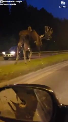Gorgeous Moose In The Middle Of The Road, Amazing, Animal On The Run, Animal, Night, Moose, Animals Pets.