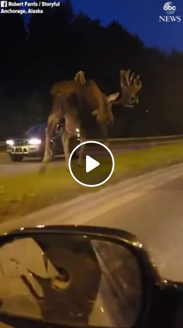 Gorgeous Moose In The Middle Of The Road, Amazing, Animal On The Run, Animal, Night, Moose, Animals Pets. #1