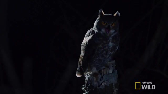 Great Horned Owl on the Hunt Nat Geo Wild - Video & GIFs | owl hunter,animals,nat geo wild,animals pets