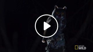 Great Horned Owl on the Hunt Nat Geo Wild