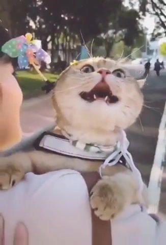 Happy Cat, Cat, Cute, Happy, Take Me Home, Animals Pets