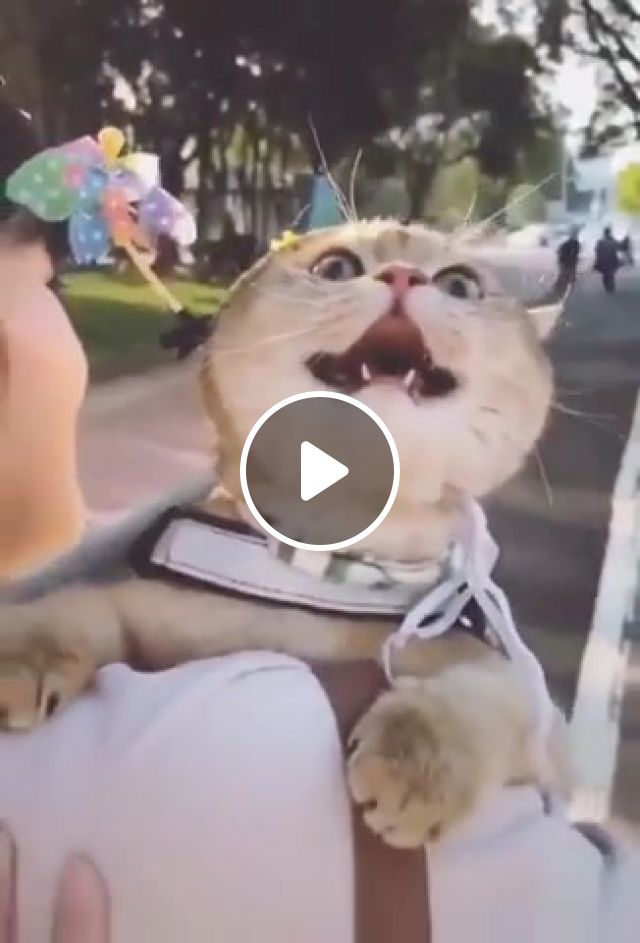 Happy Cat, Cat, Cute, Happy, Take Me Home, Animals Pets. #1