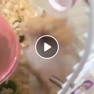 Happy hamster