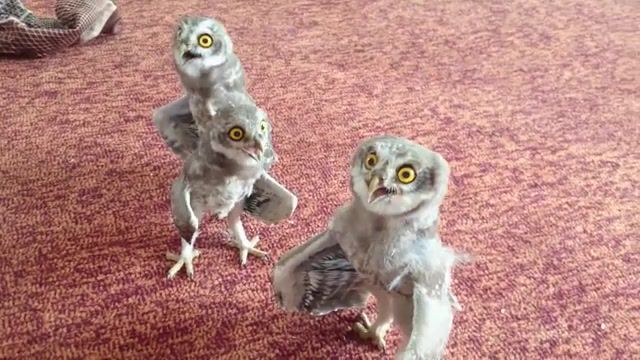 Happy Three Owl, Animal Funny, Funny, Animal, Owl Babies, Animals Pets. #2