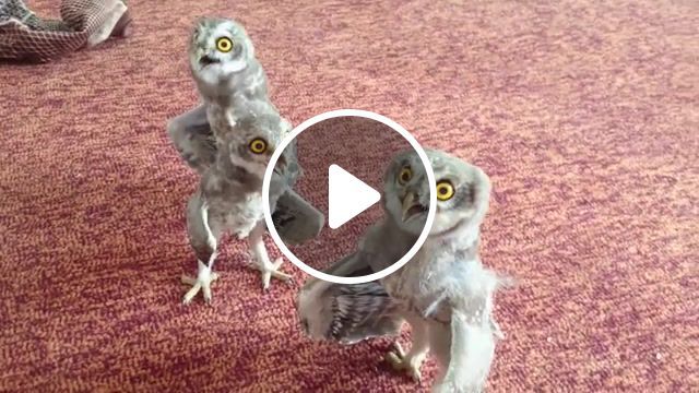 Happy Three Owl, Animal Funny, Funny, Animal, Owl Babies, Animals Pets. #0