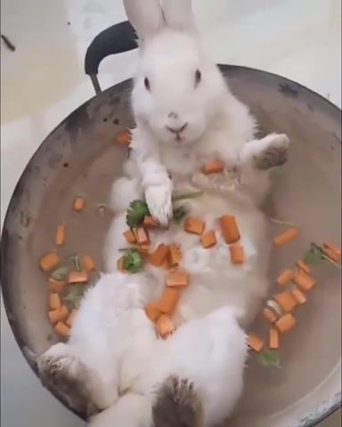 Ho No, Bunny, Soup, Kawaii, Honoo, No, Rabbit, Animals Pets.