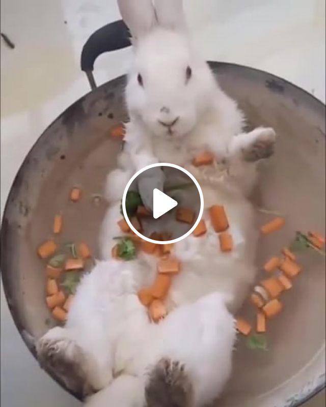 Ho No, Bunny, Soup, Kawaii, Honoo, No, Rabbit, Animals Pets. #1