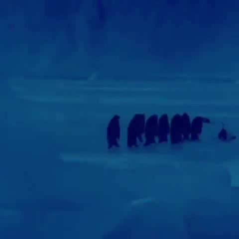 How A Falling Penguin Really Sounds. Penguin. Fall. Sound. Nature. Animal. Animals Pets.